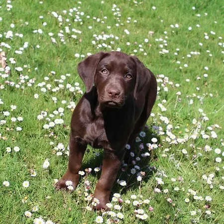 Hidalgos 아파트 산틸라나델마르