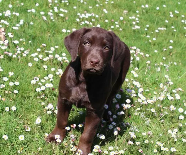 Hidalgos Apartment Santillana del Mar