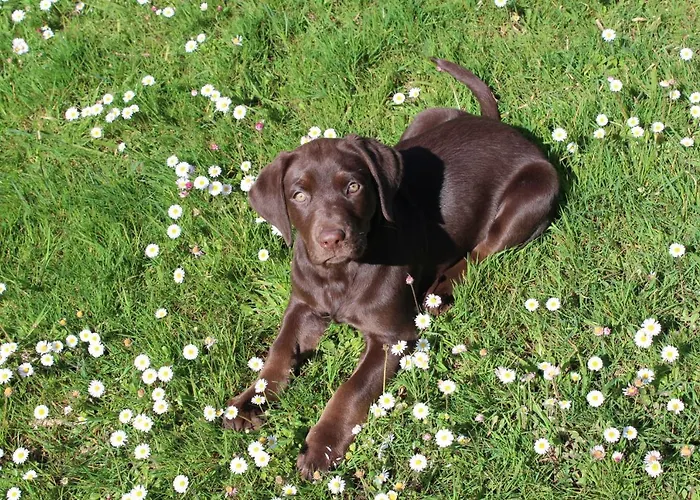 Hidalgos Apartament Santillana del Mar